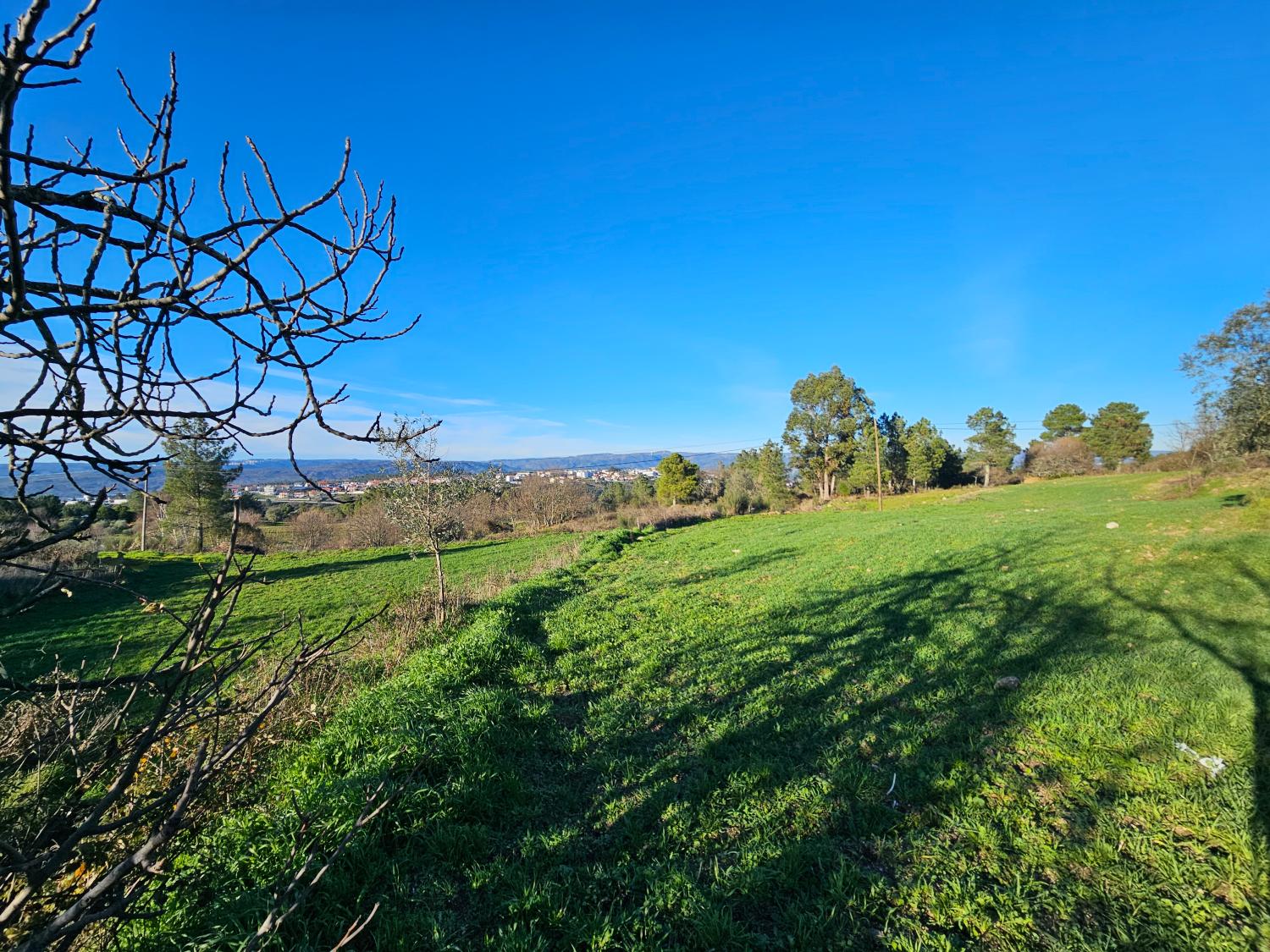  for sale farm Aldeia da Serra Celorico Da Beira 4