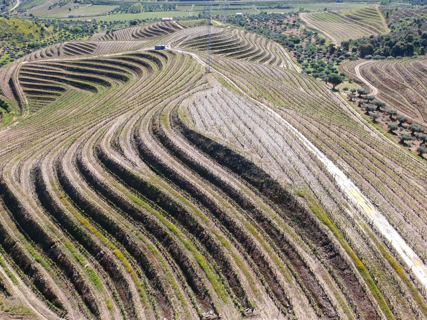  for sale vineyard Vila Nova de Foz Côa Vila Nova De Foz Côa 11