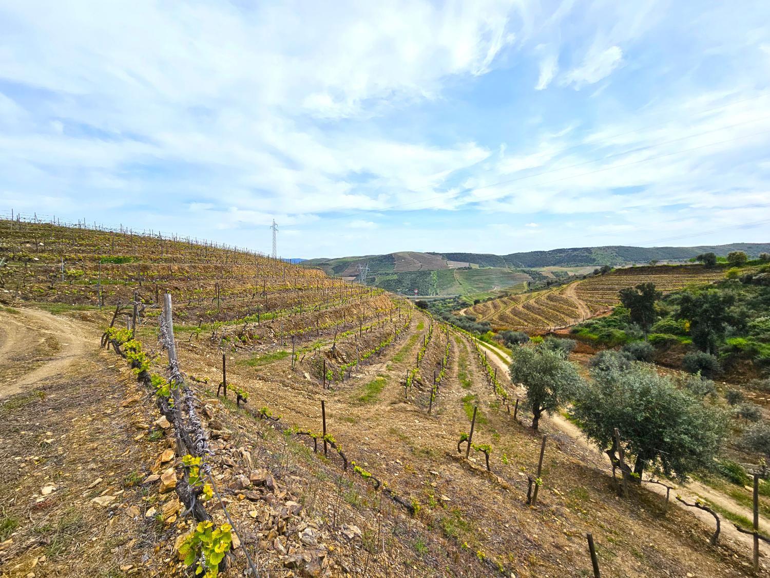  for sale vineyard Vila Nova de Foz Côa Vila Nova De Foz Côa 5