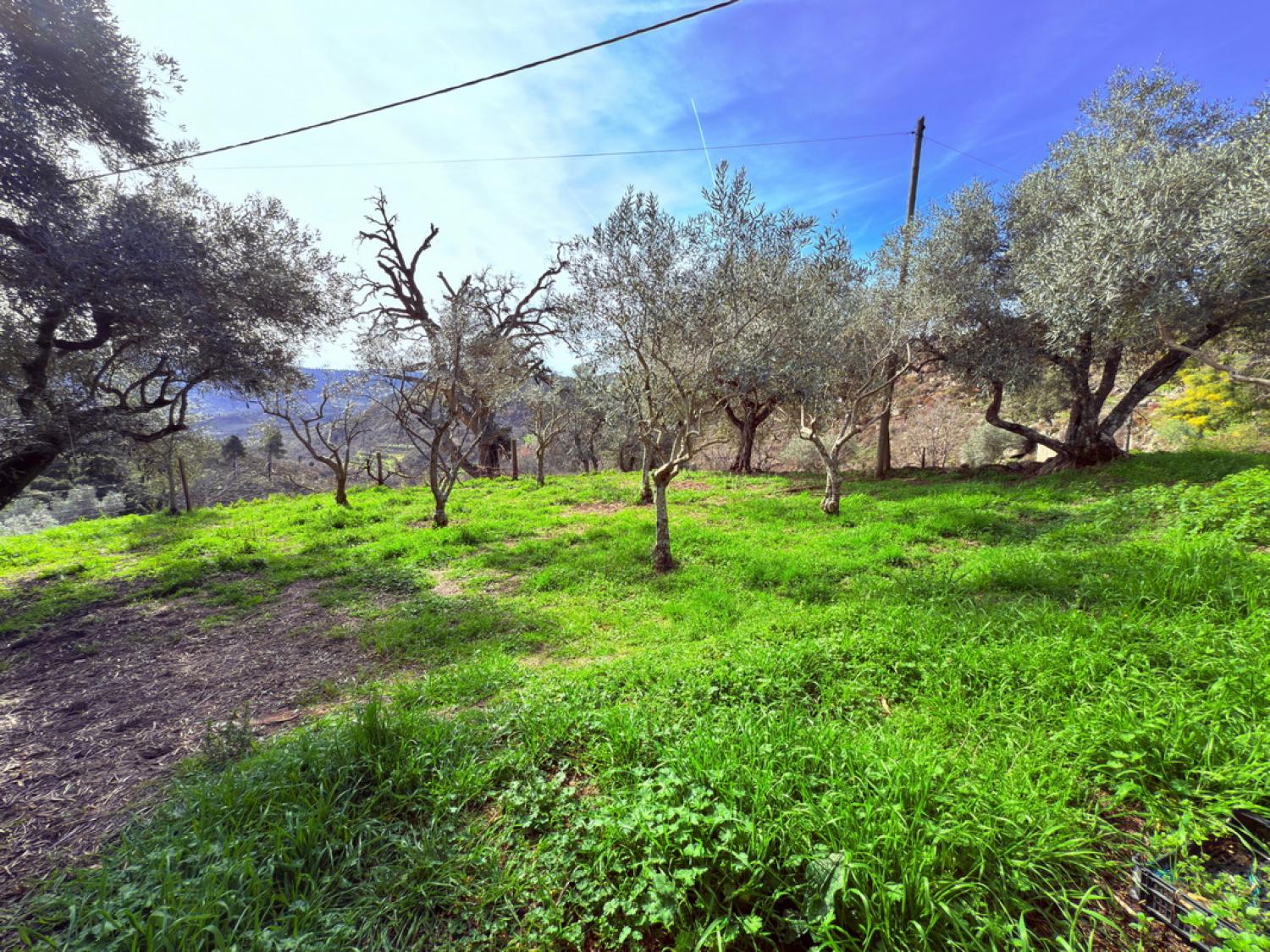  for sale farm Pousafoles do Bispo Sabugal 42