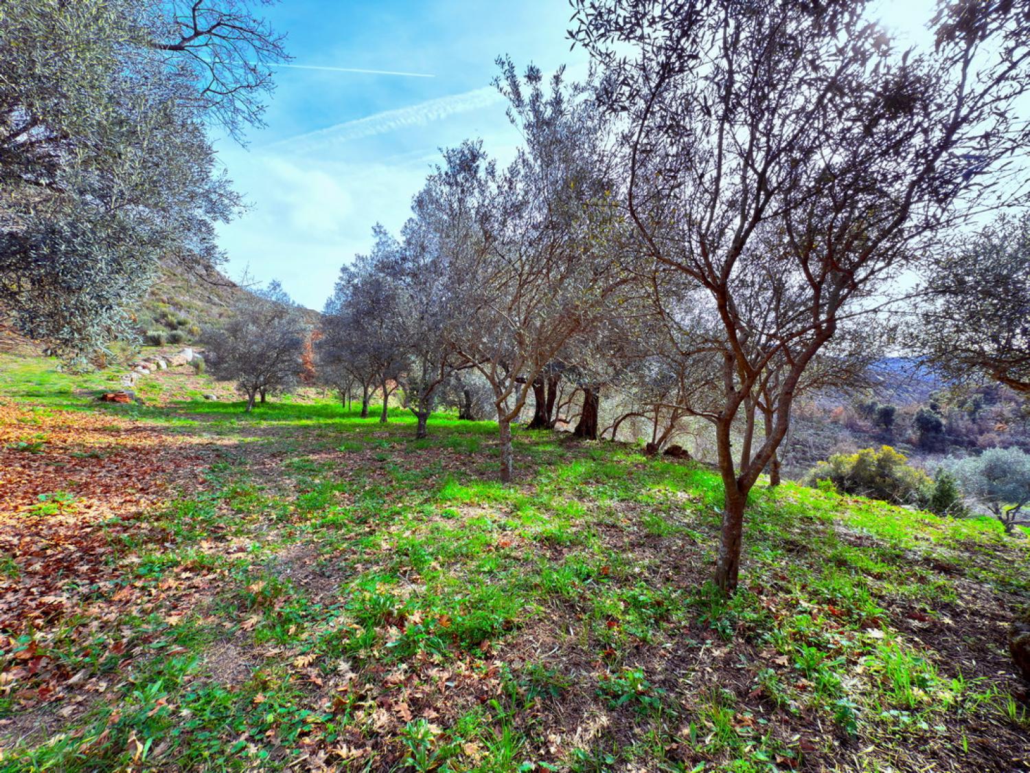  for sale farm Pousafoles do Bispo Sabugal 35