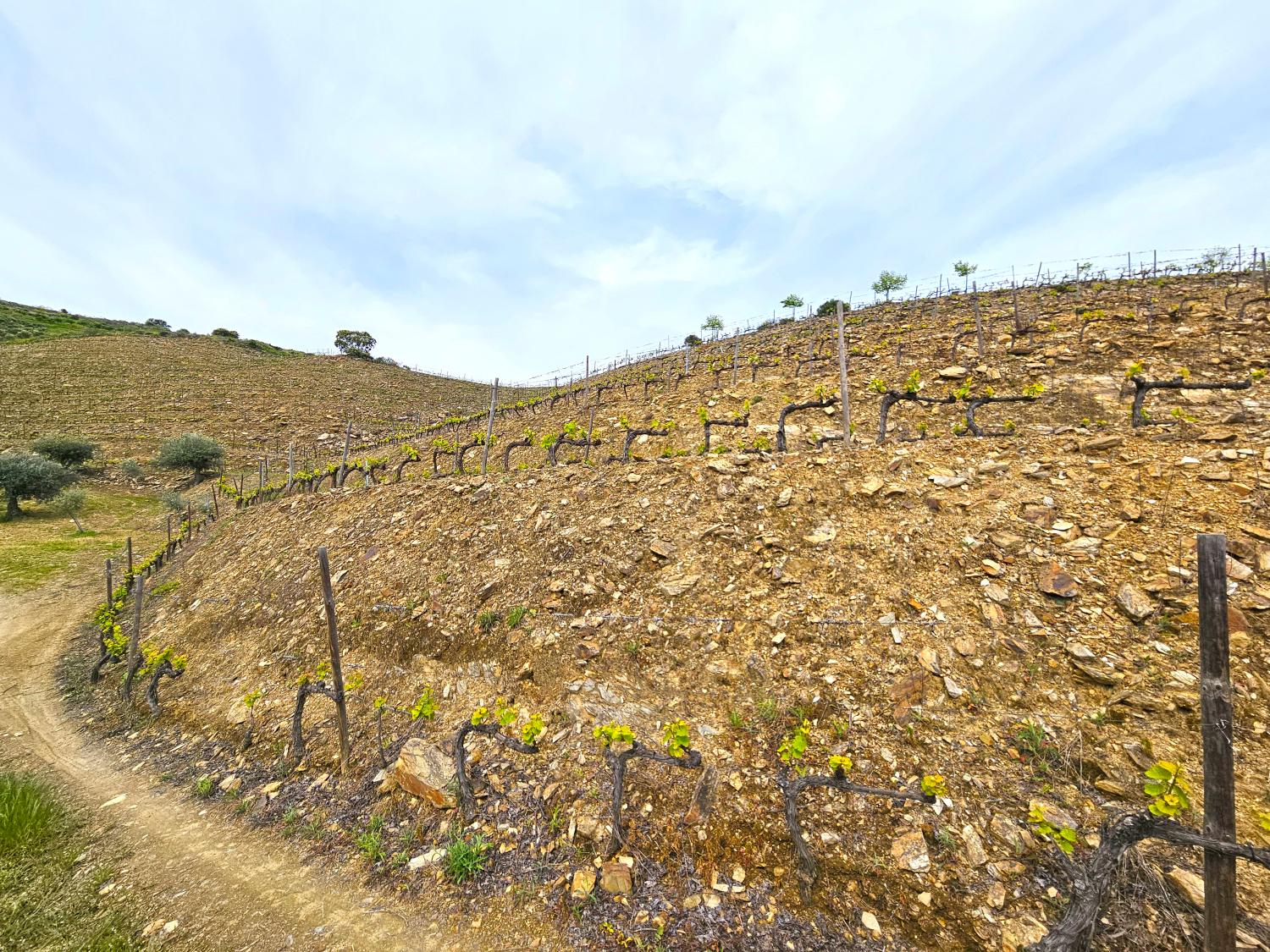 for sale vineyard Vila Nova de Foz Côa Vila Nova De Foz Côa 3