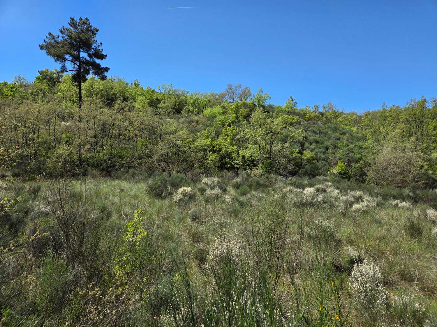  for sale farm Lajeosa do Mondego Celorico Da Beira 7