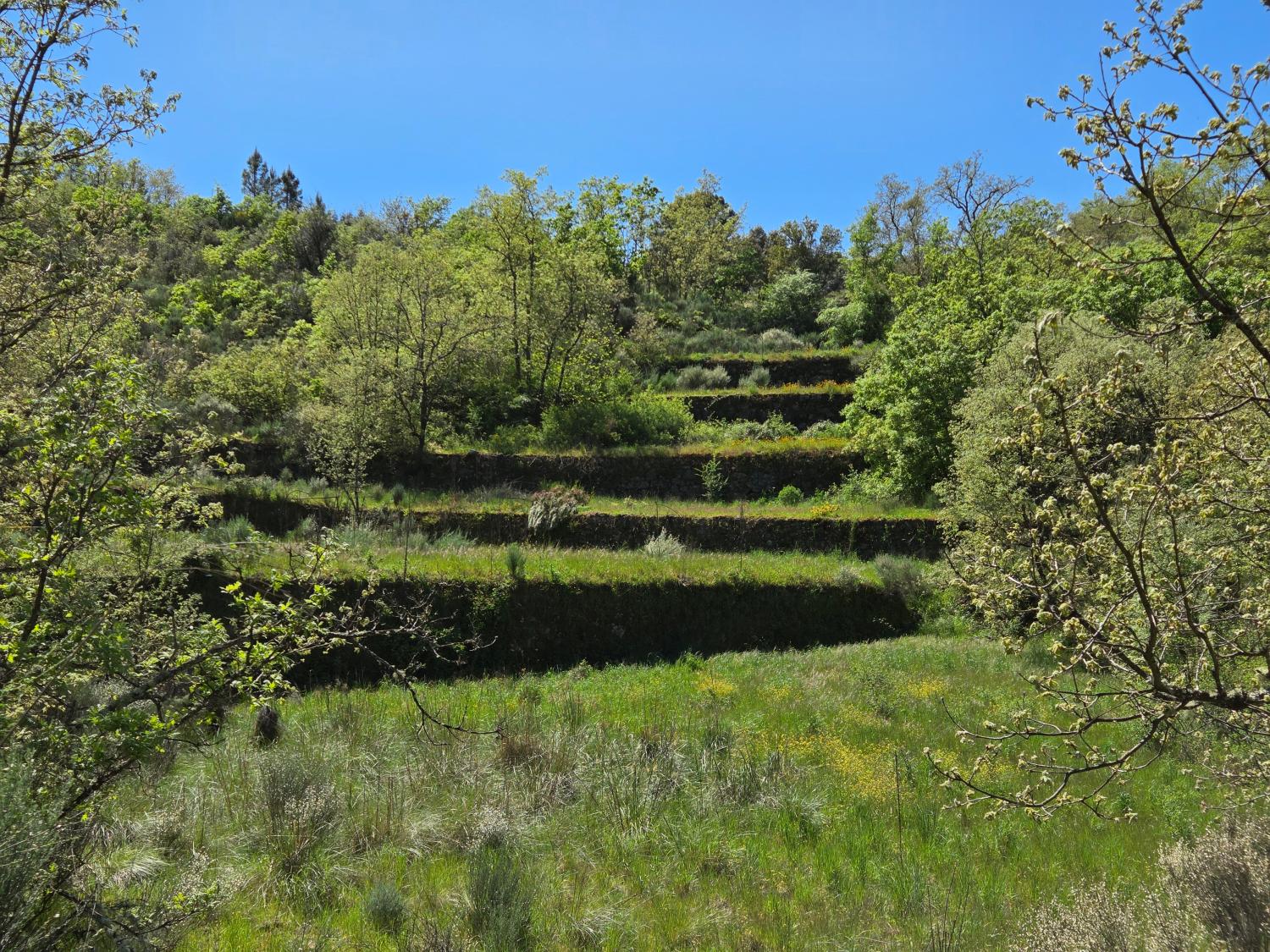  for sale farm Lajeosa do Mondego Celorico Da Beira 9