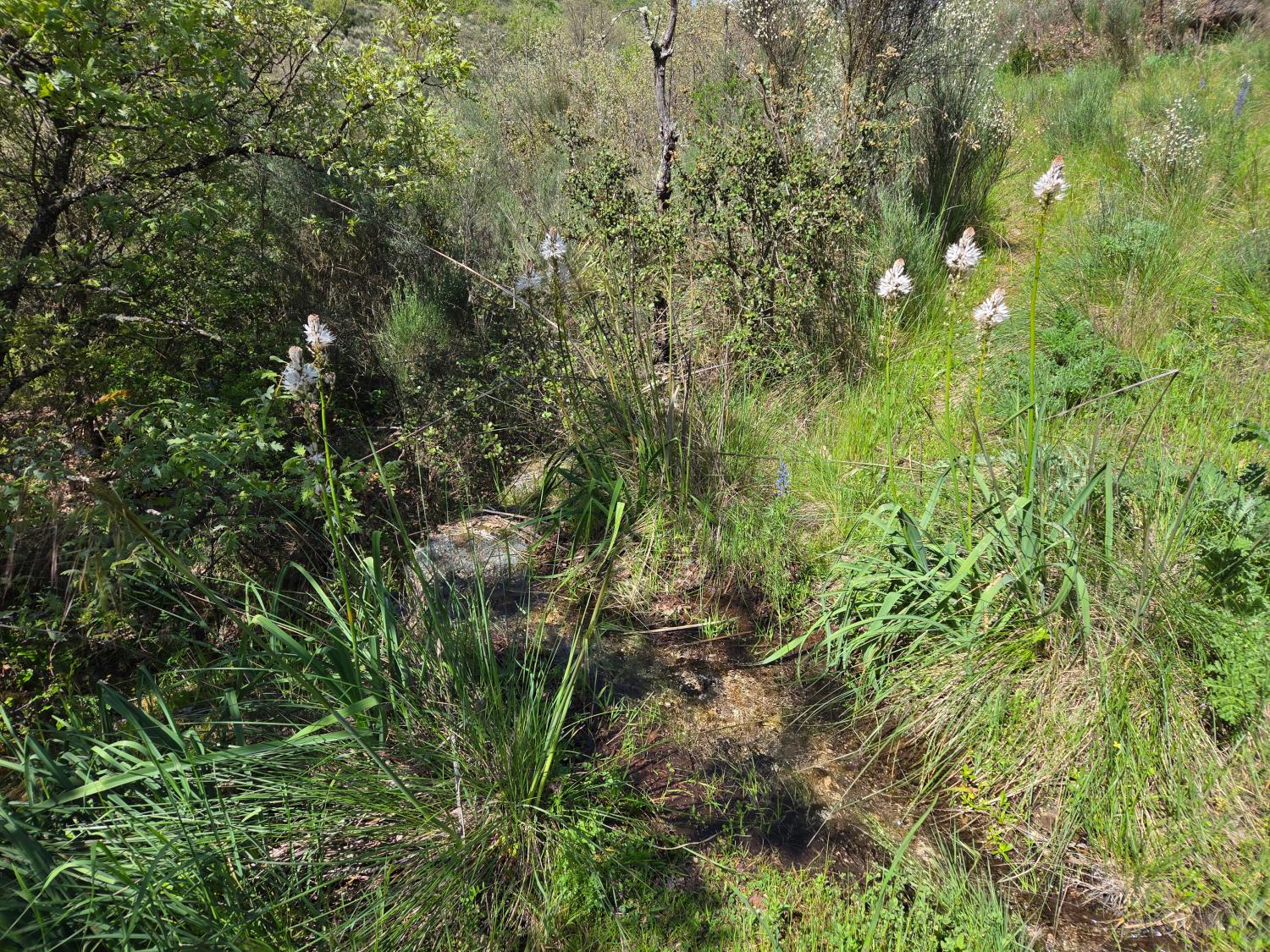  for sale farm Lajeosa do Mondego Celorico Da Beira 6