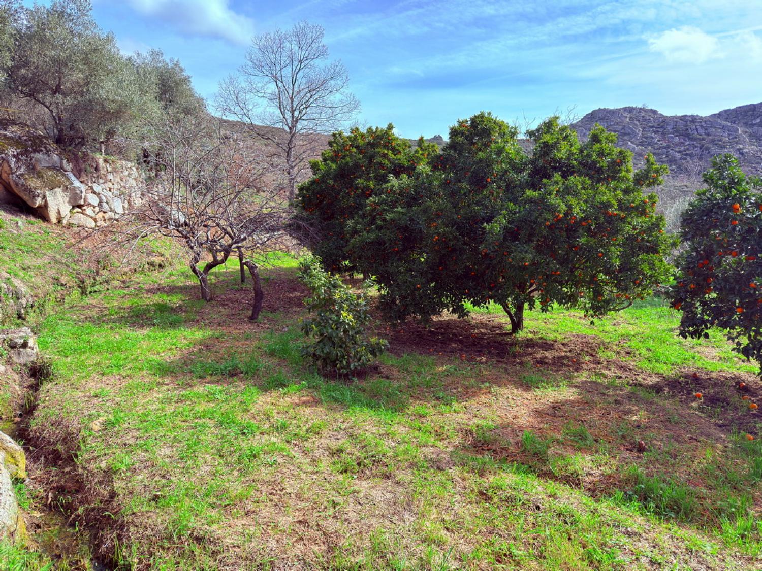  for sale farm Pousafoles do Bispo Sabugal 38