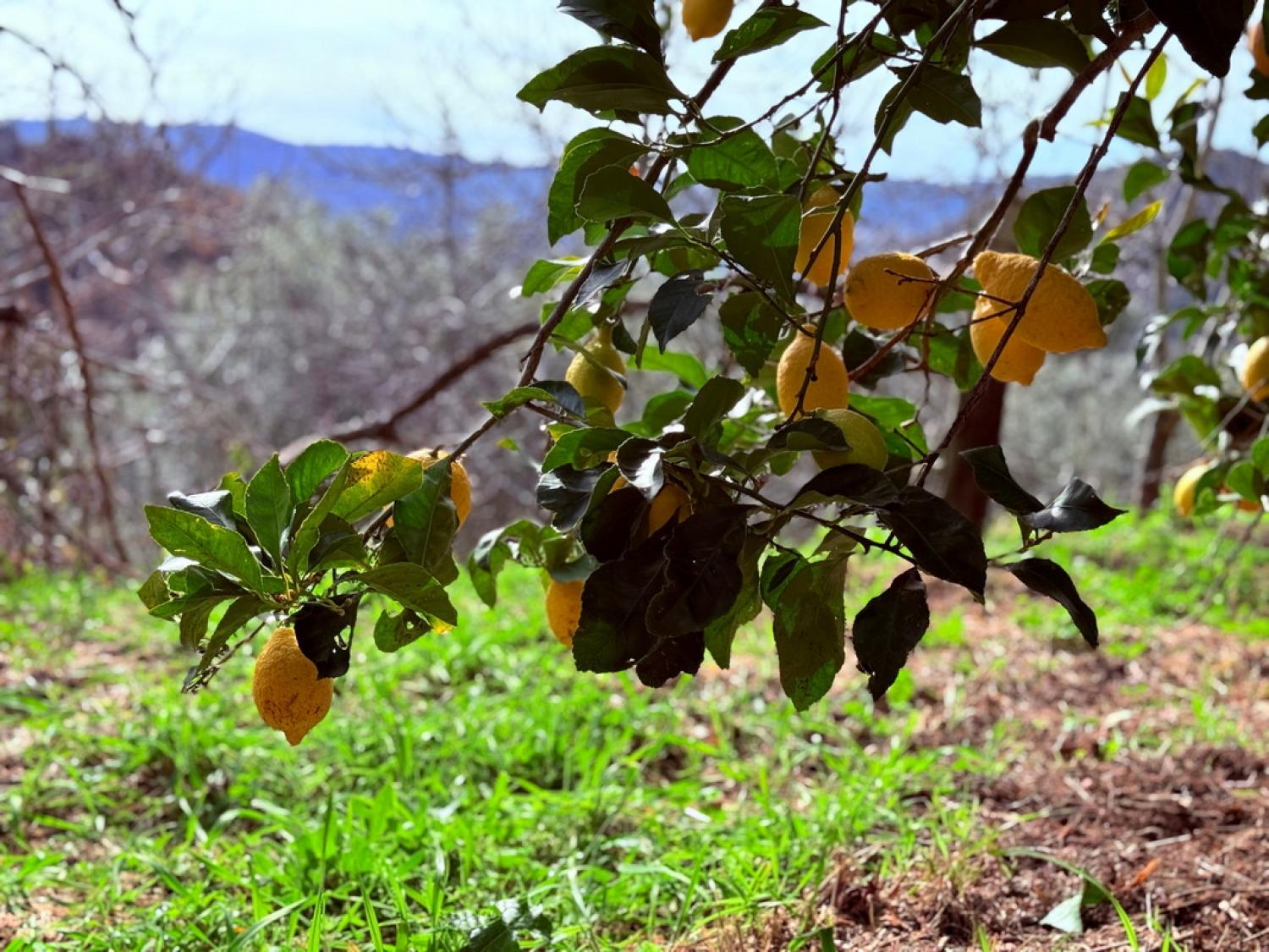  for sale farm Pousafoles do Bispo Sabugal 40