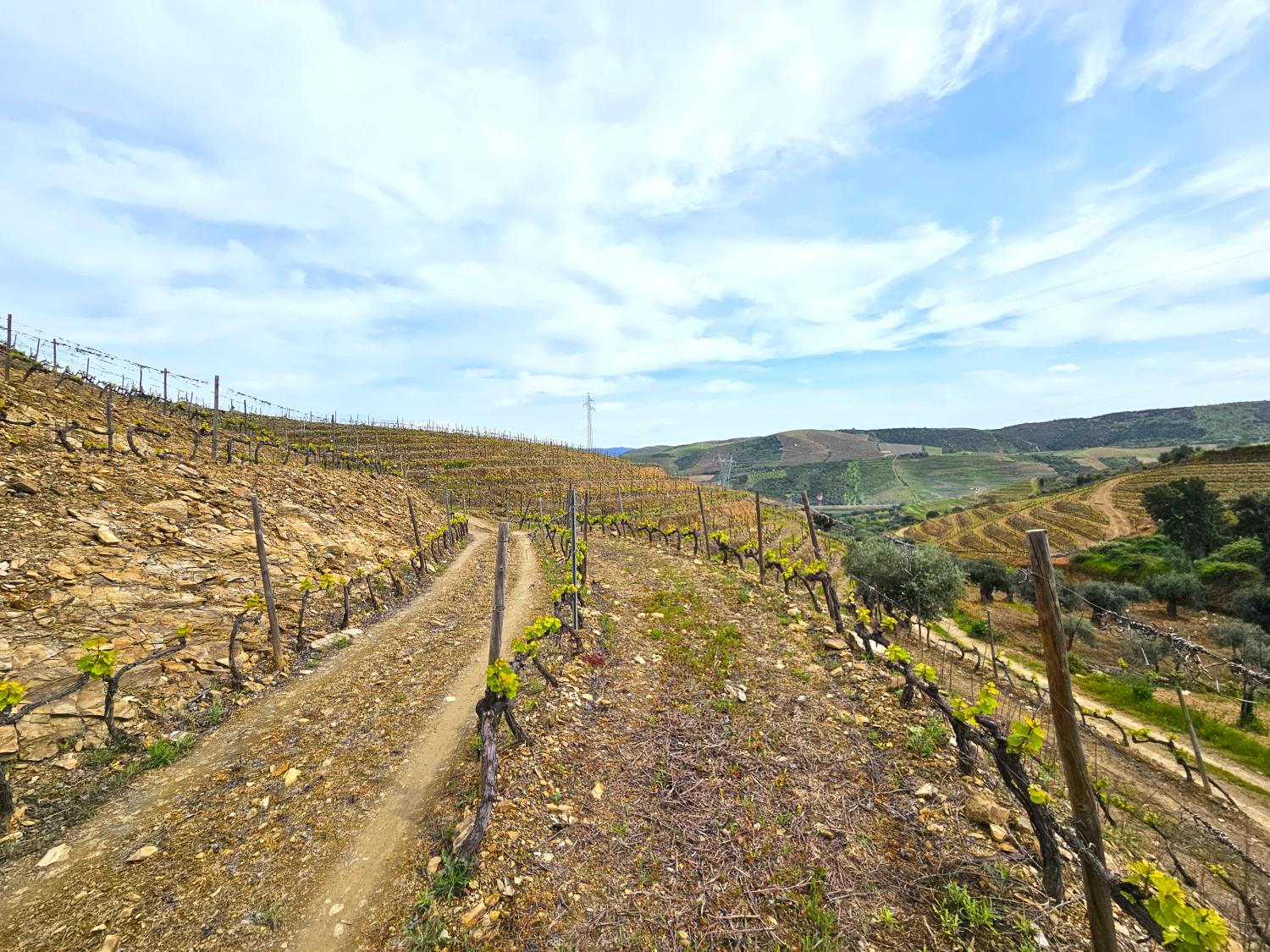  for sale vineyard Vila Nova de Foz Côa Vila Nova De Foz Côa 4