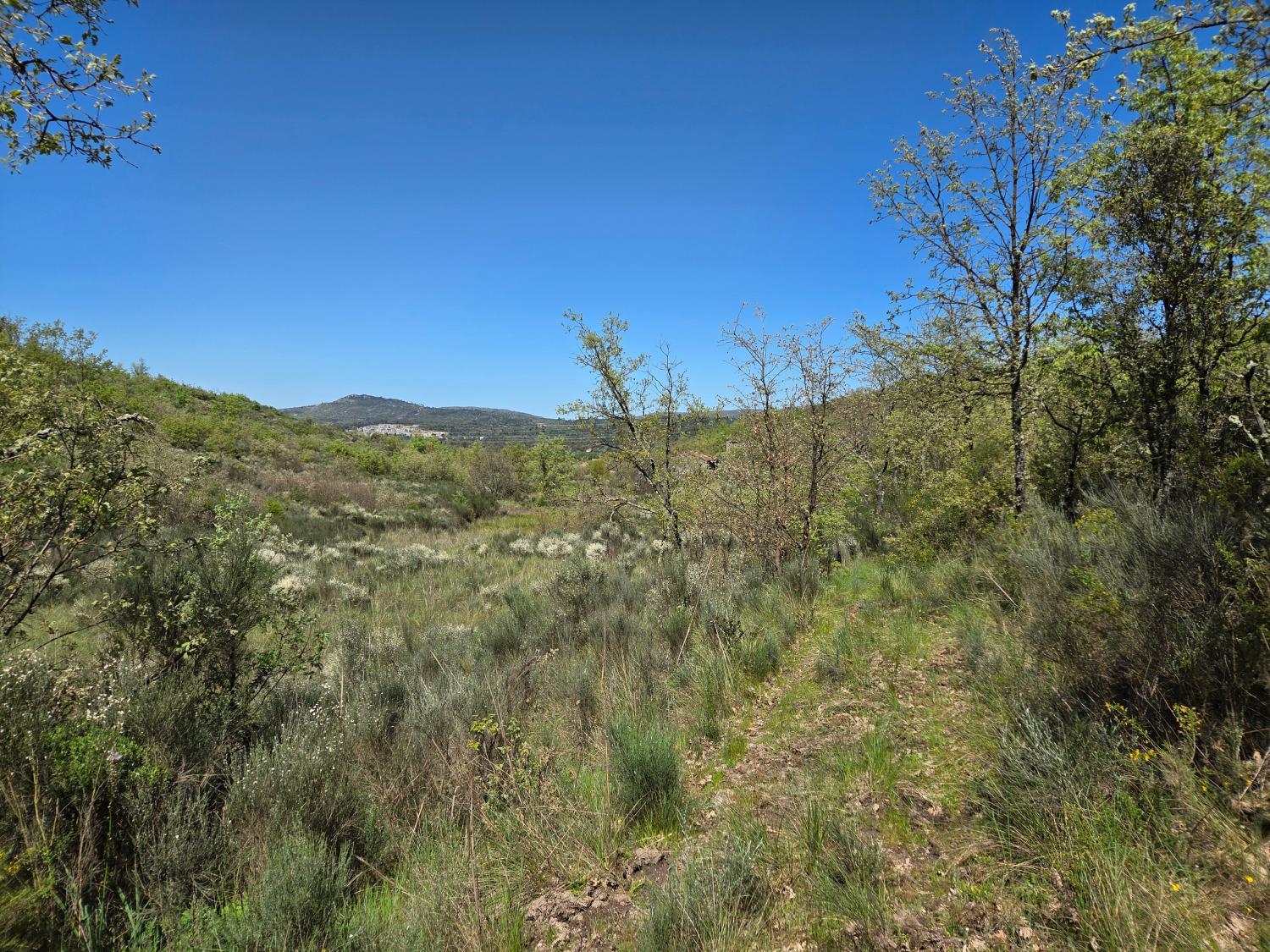  for sale farm Lajeosa do Mondego Celorico Da Beira 8