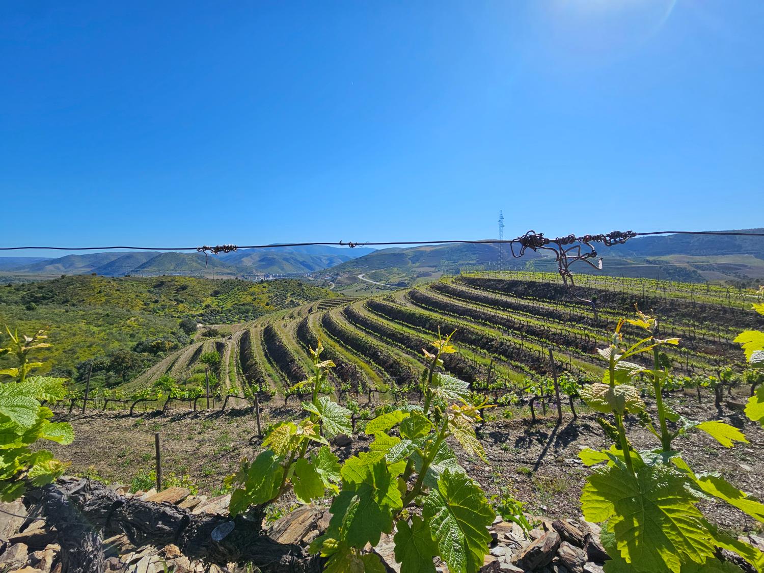  for sale vineyard Vila Nova de Foz Côa Vila Nova De Foz Côa 9
