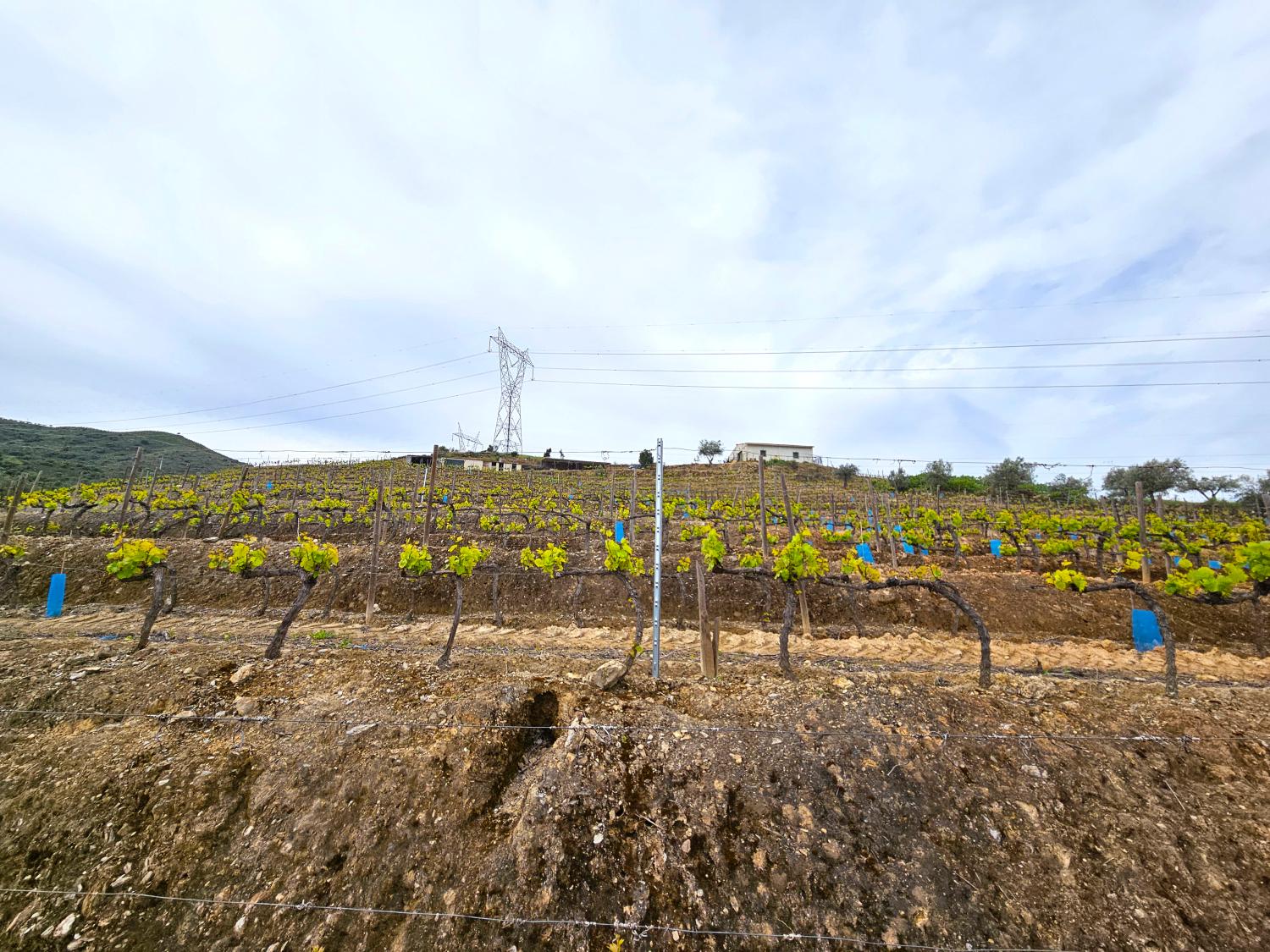  for sale vineyard Vila Nova de Foz Côa Vila Nova De Foz Côa 7