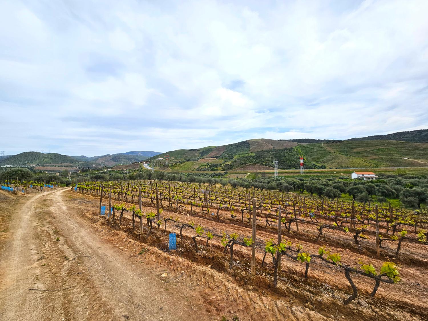  for sale vineyard Vila Nova de Foz Côa Vila Nova De Foz Côa 8