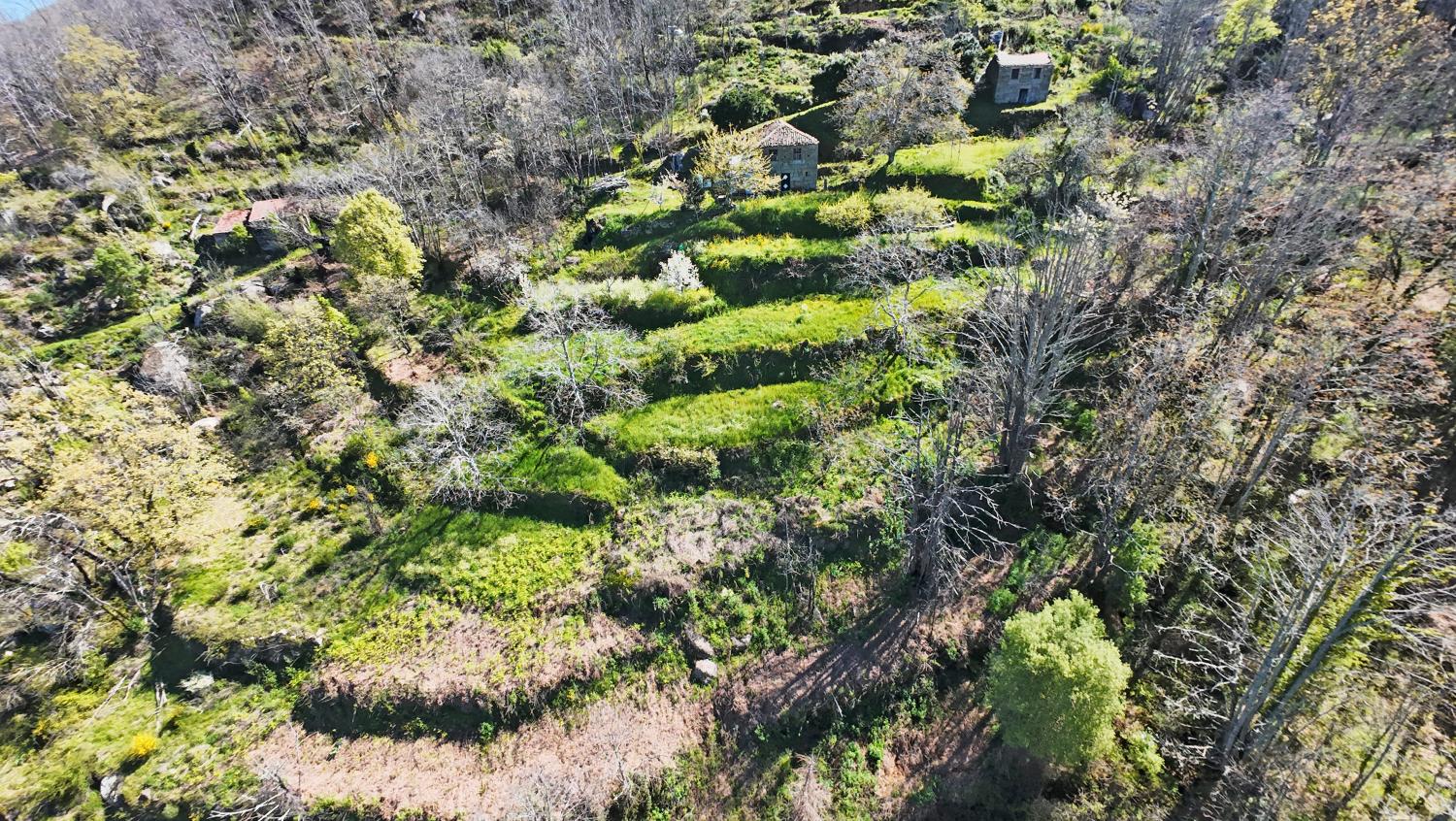  for sale farm Famalicão Guarda 8