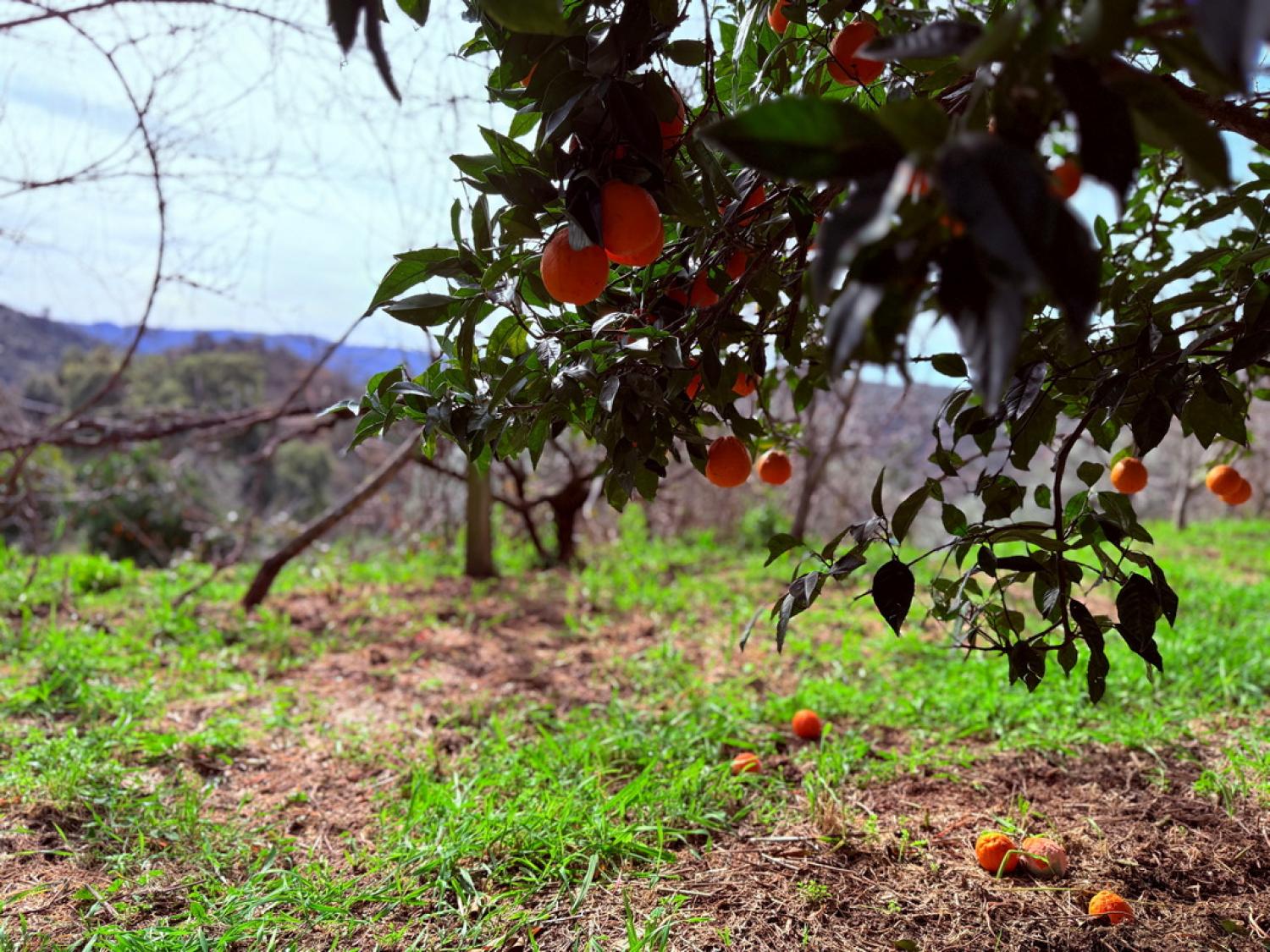  for sale farm Pousafoles do Bispo Sabugal 41